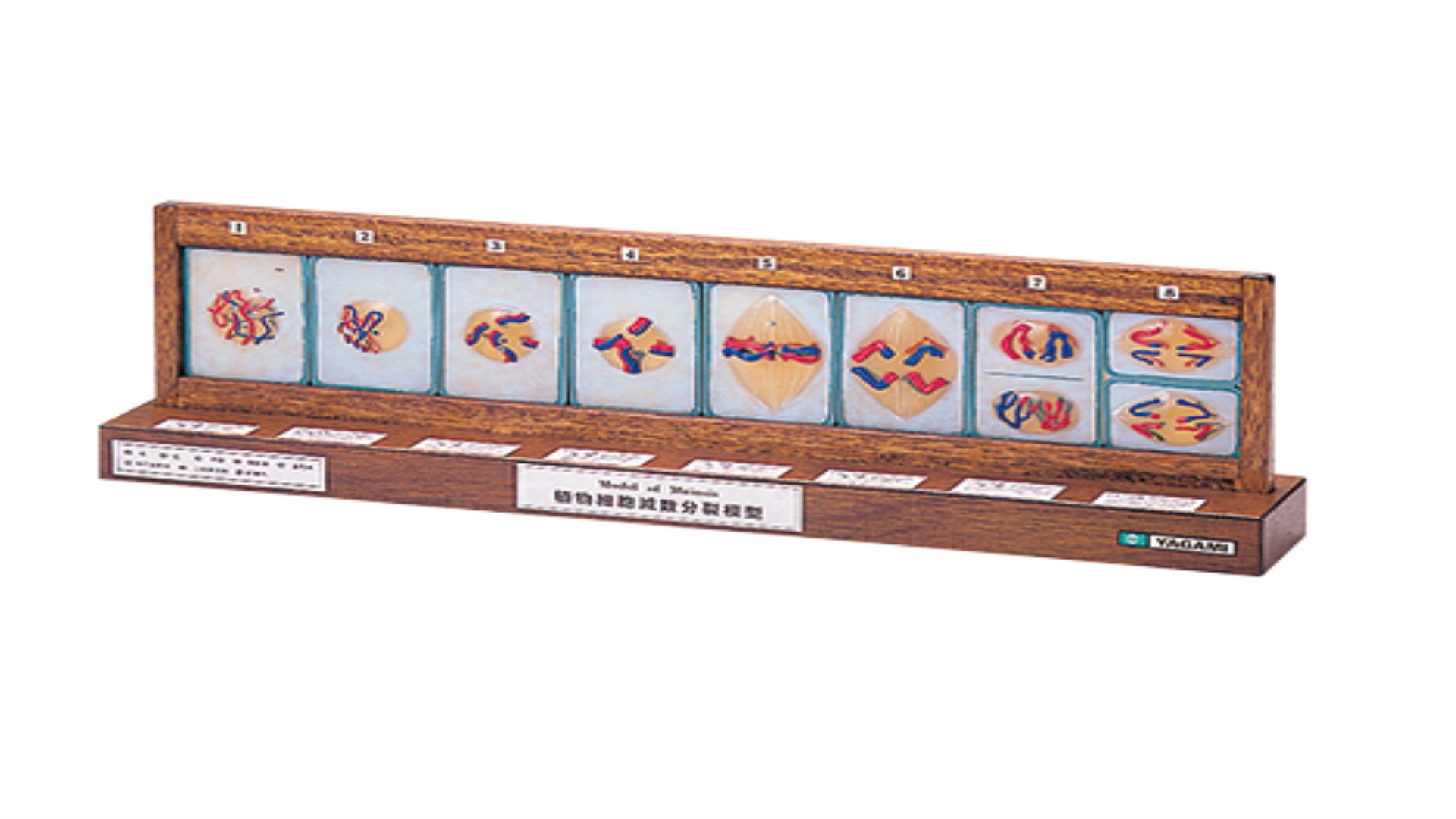 減数分裂模型 RDS-8