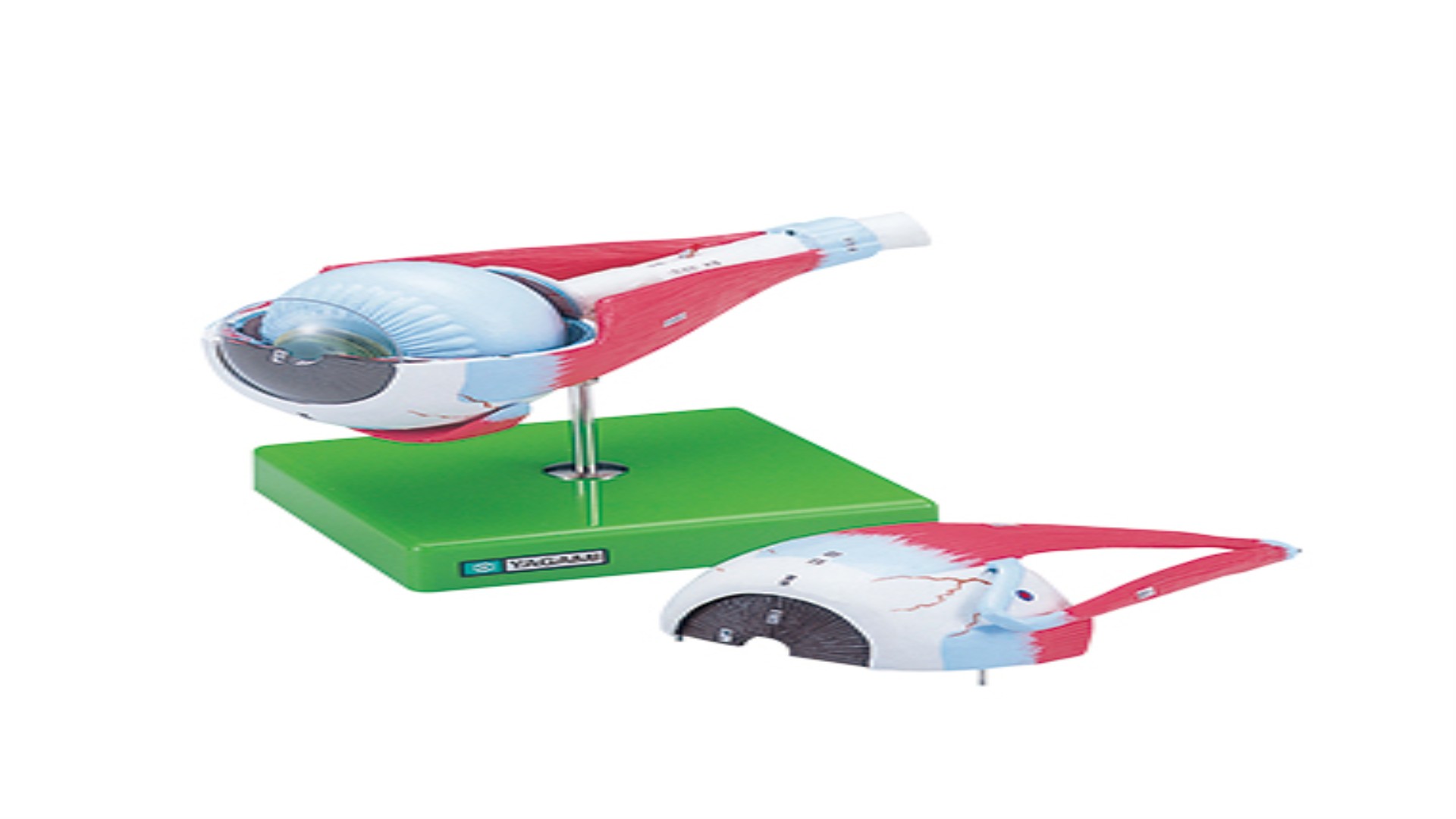 目の構造模型 EA-10