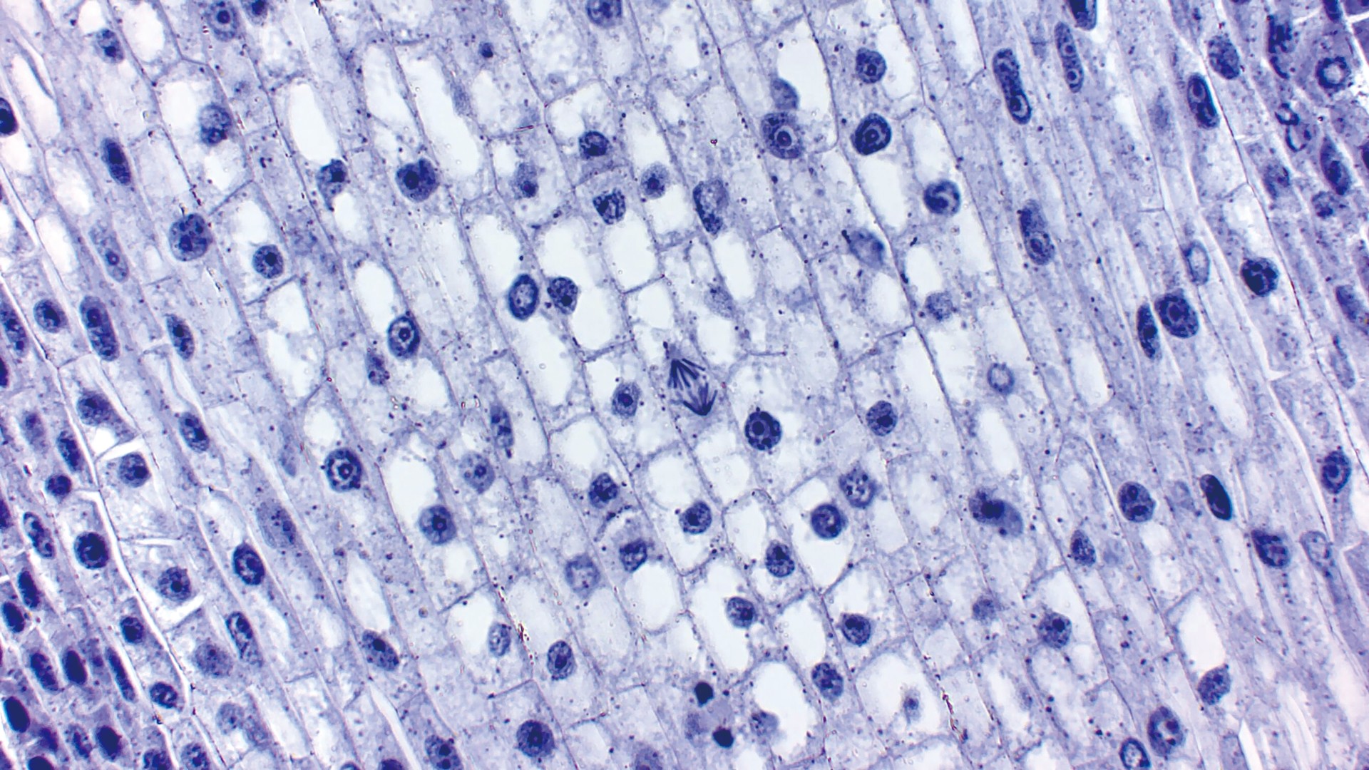 実習用生物プレパラート　細胞分裂　そらまめ根