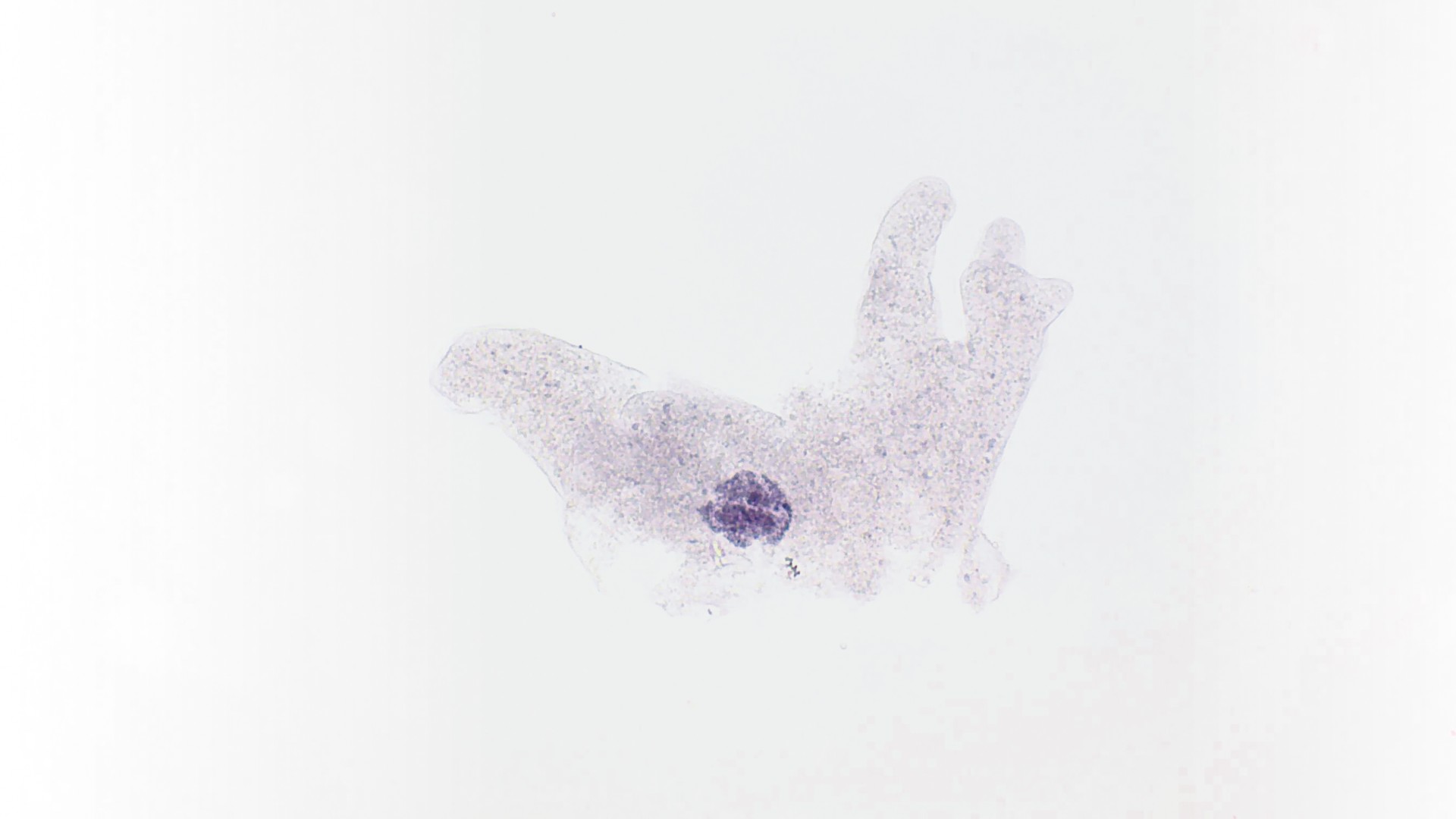 実習用生物プレパラート　アメーバ