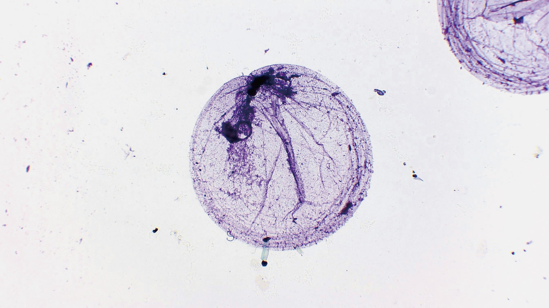 実習用生物プレパラート　夜光虫