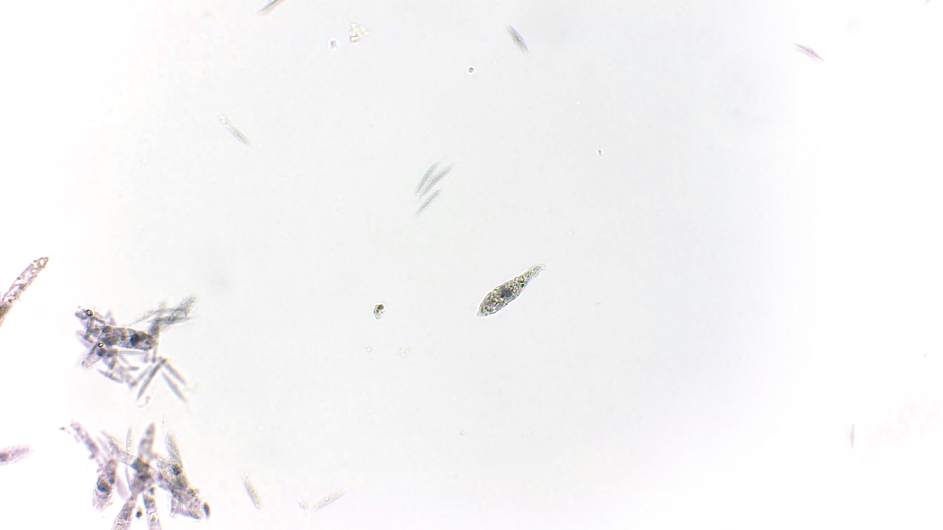 実習用生物プレパラート　ミドリムシ