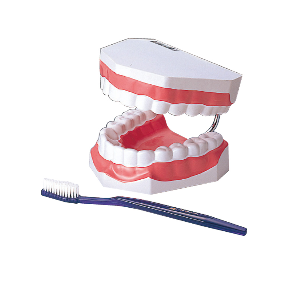 大型歯磨指導顎模型(大型歯ブラシ付)