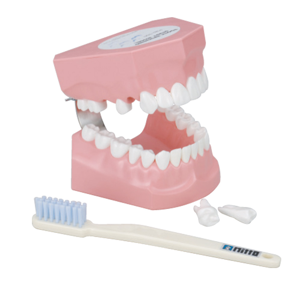 歯磨指導顎模型(歯ブラシ付)