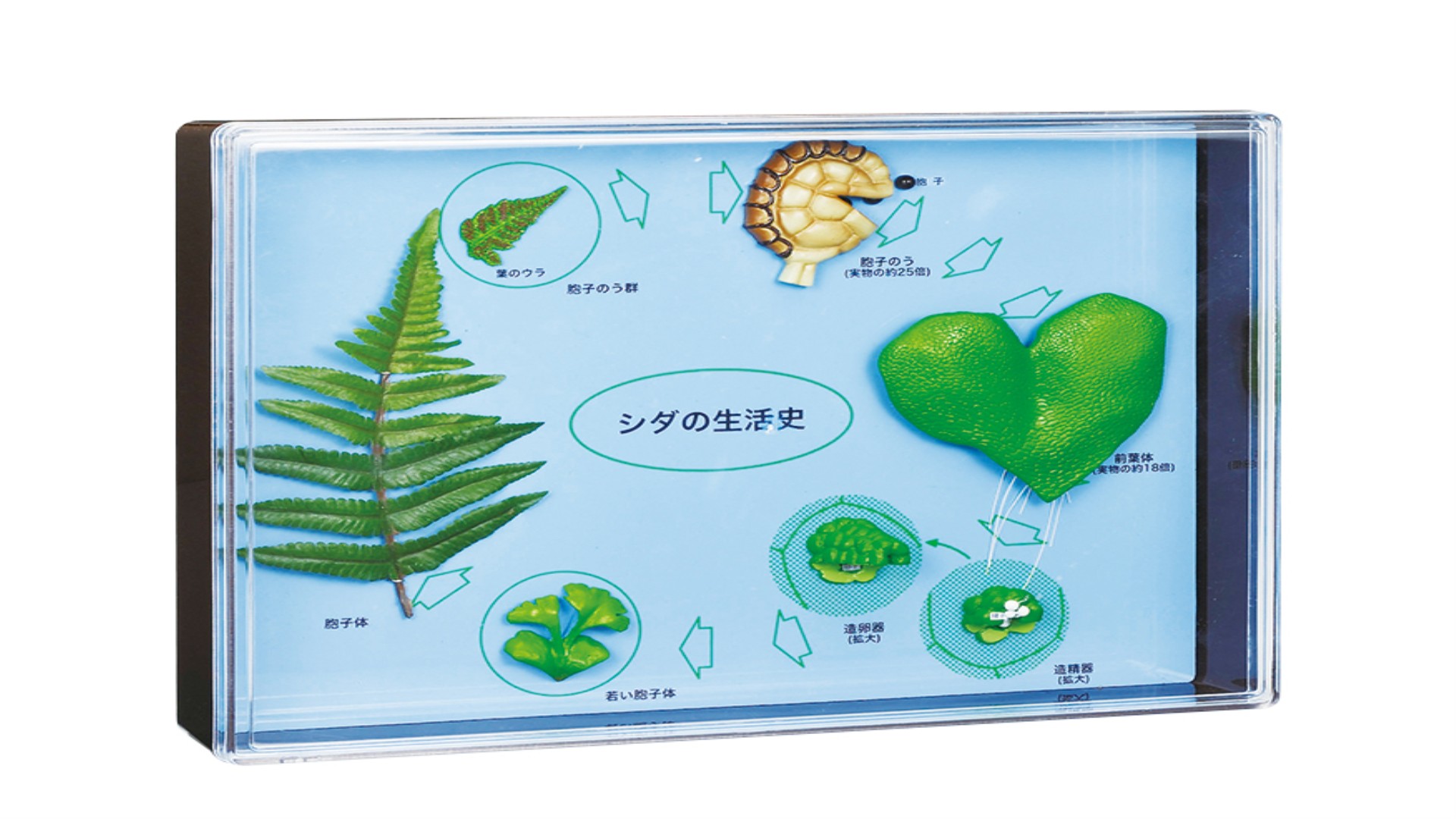 シダの生活史模型