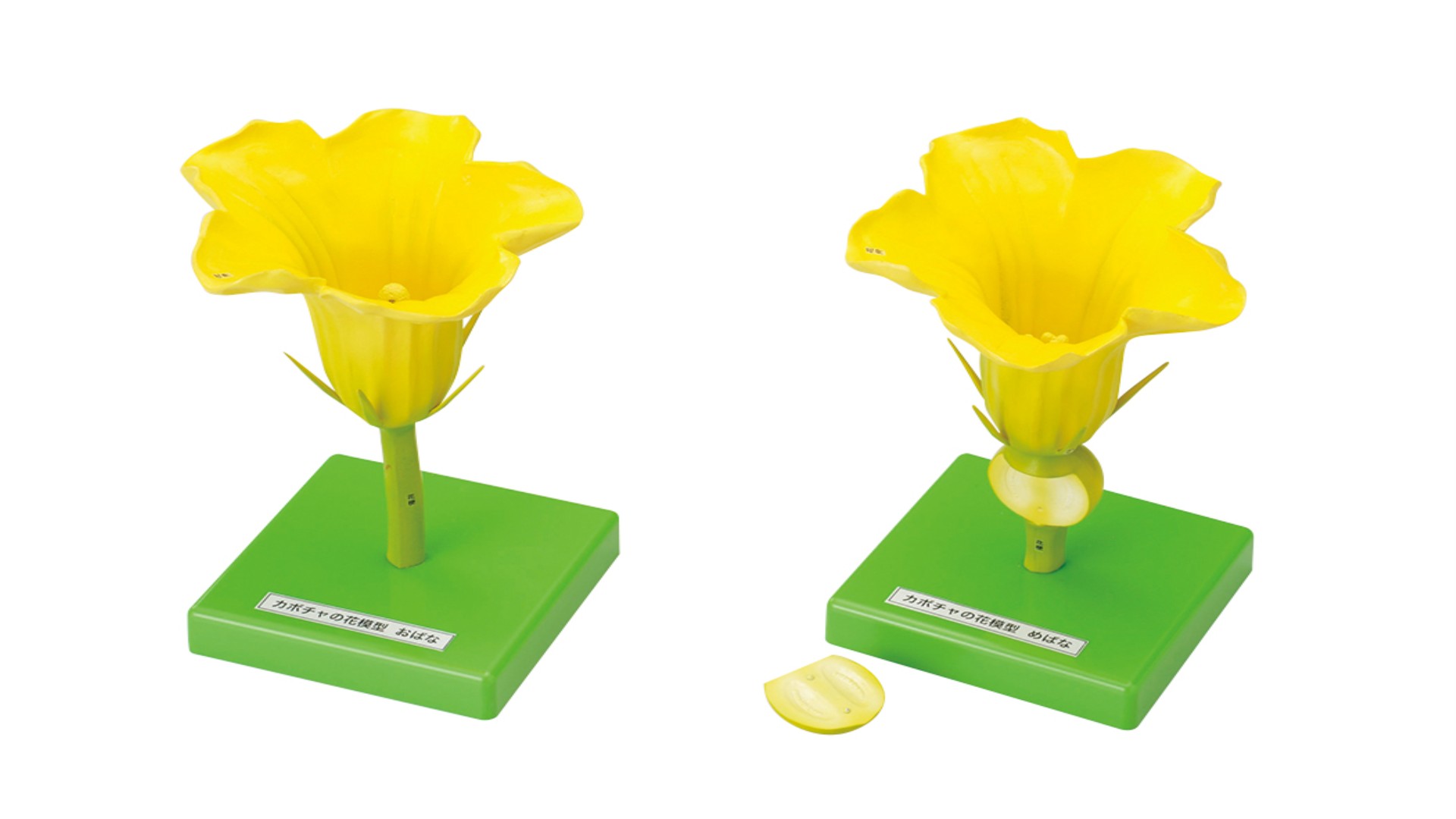 カボチャの花模型 2種組