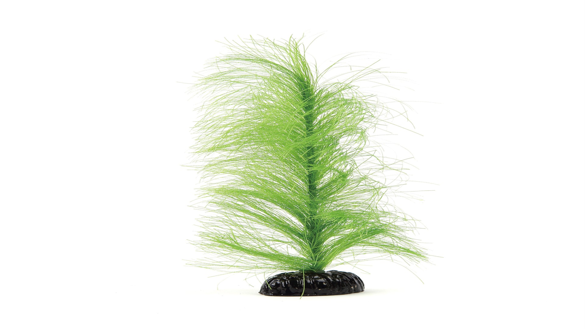 ふわふわ産卵草　M