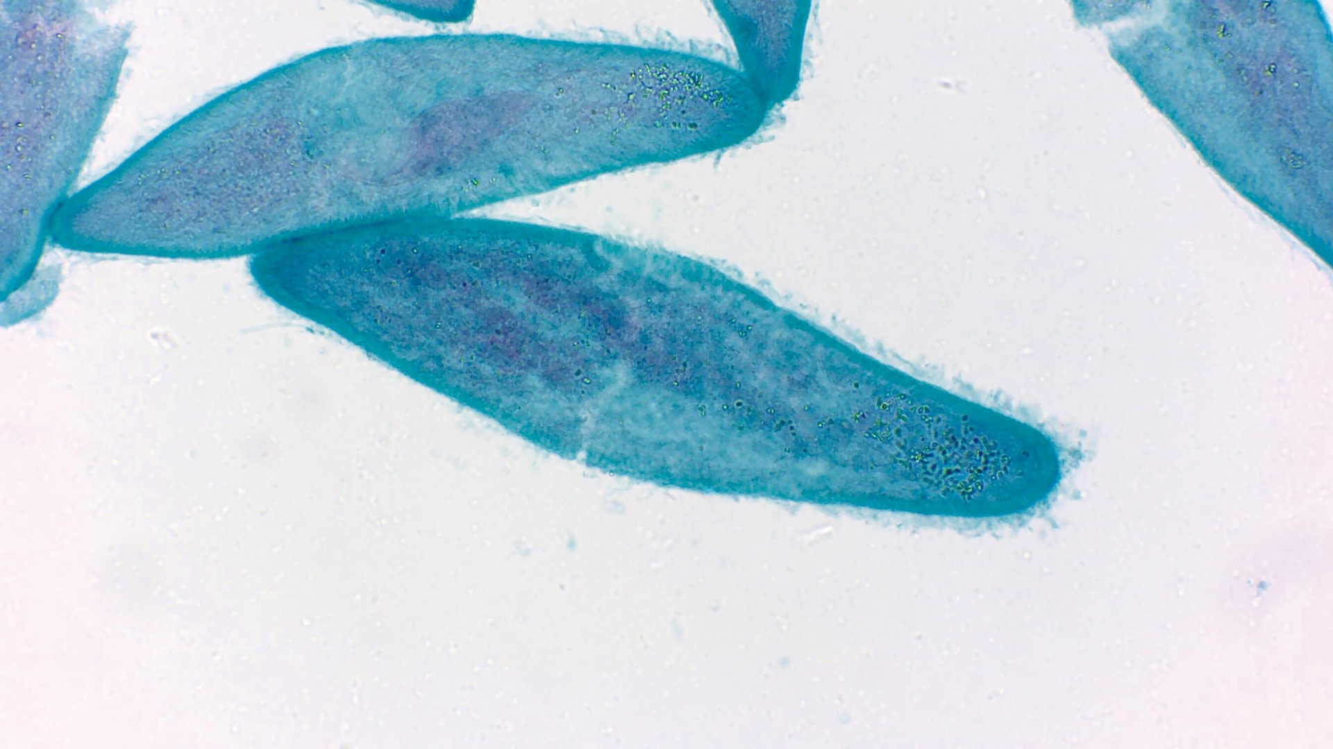 実習用生物プレパラート　ゾウリムシ