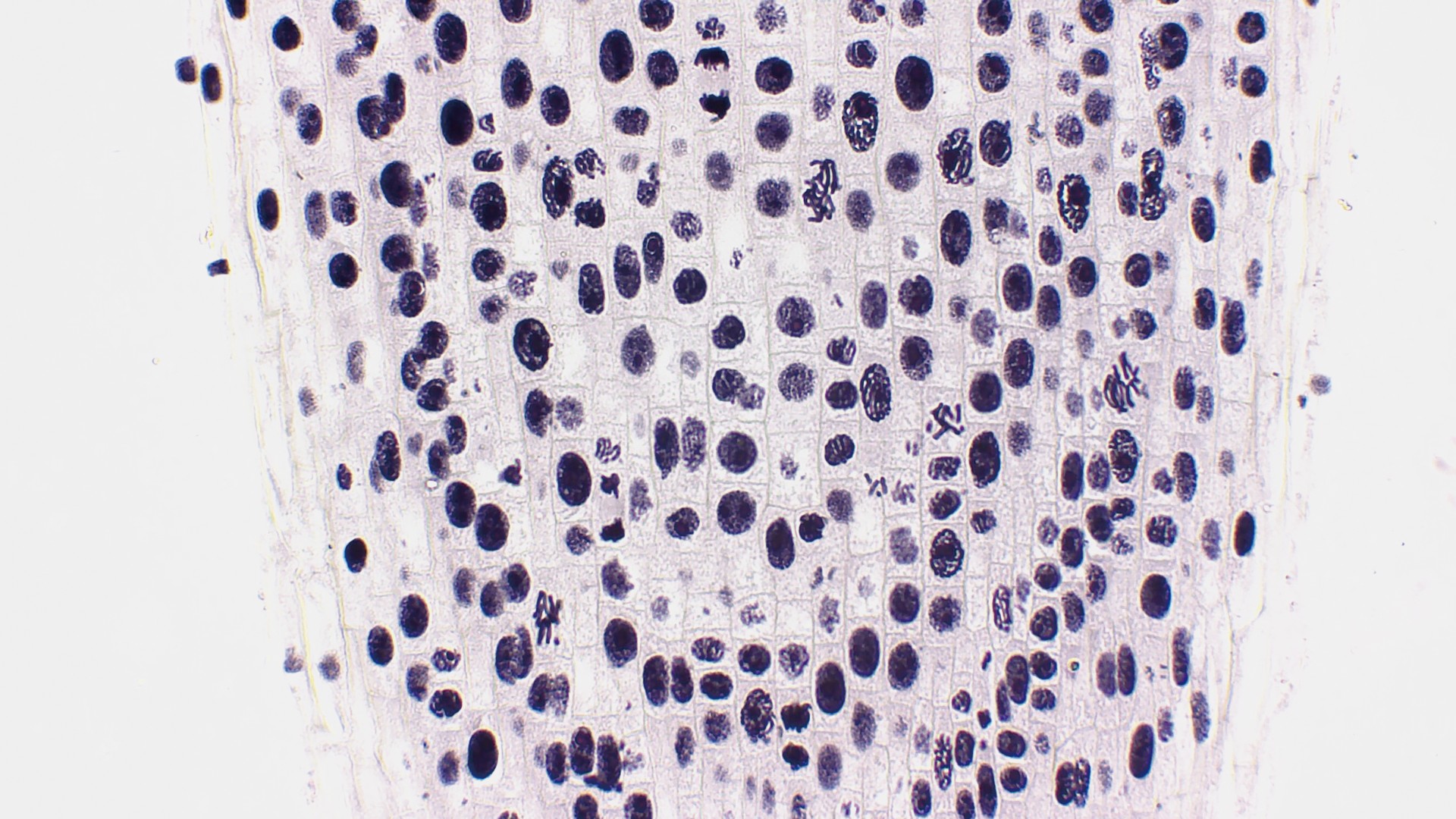 実習用生物プレパラート　細胞分裂 たまねぎ根