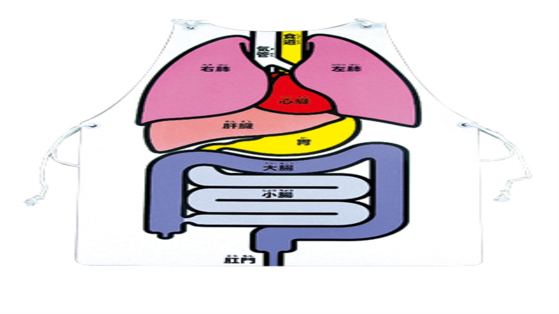 からだエプロン 1枚