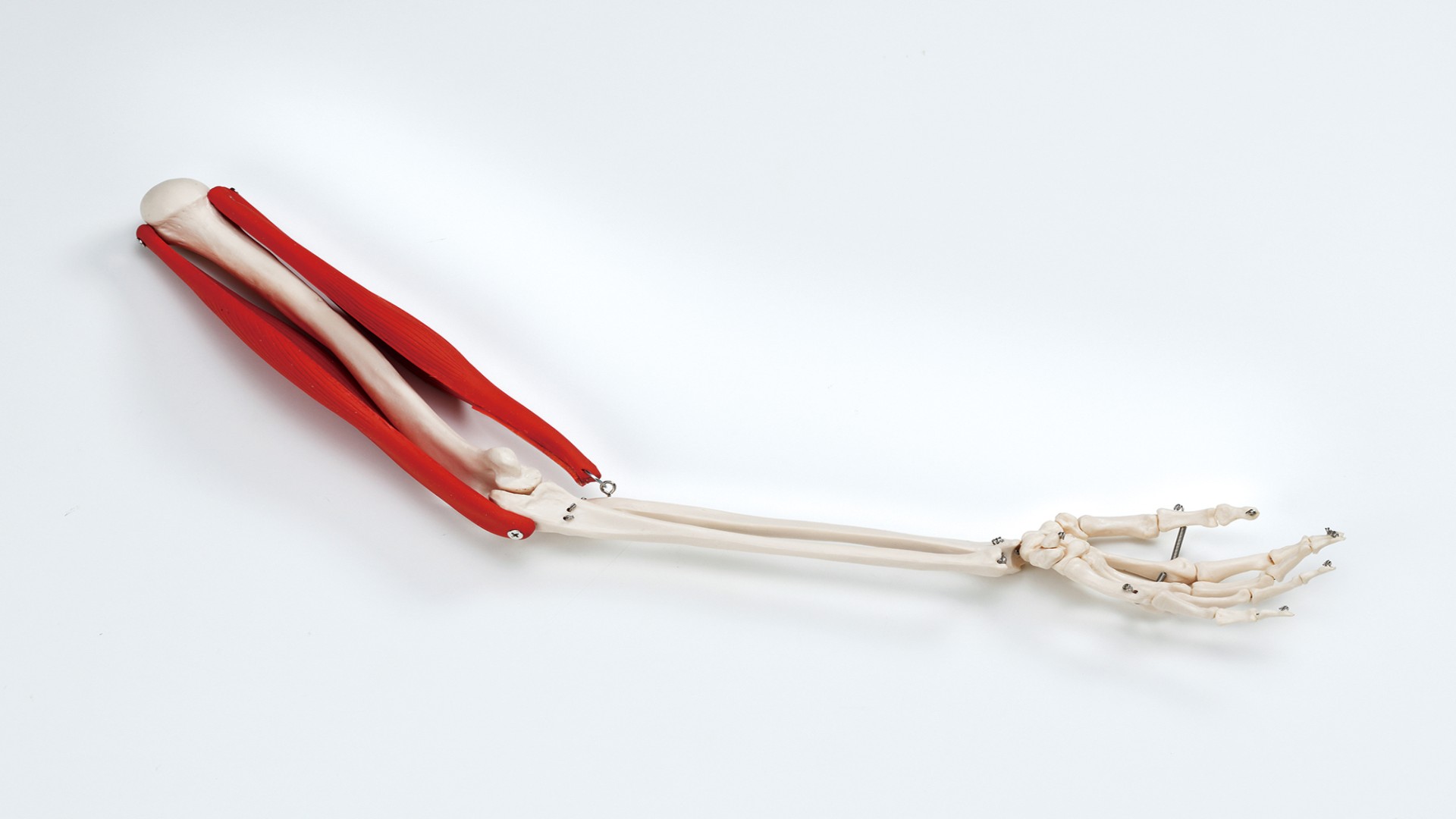 筋肉付腕の骨格模型　KN-5