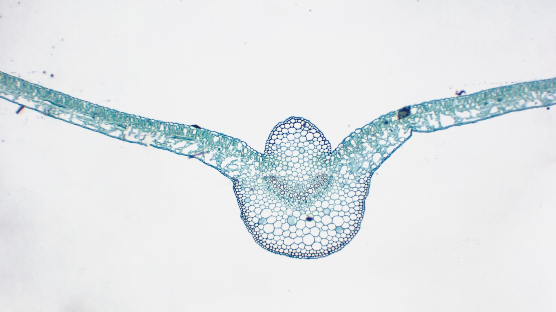 生物プレパラート ホウセンカ葉断面