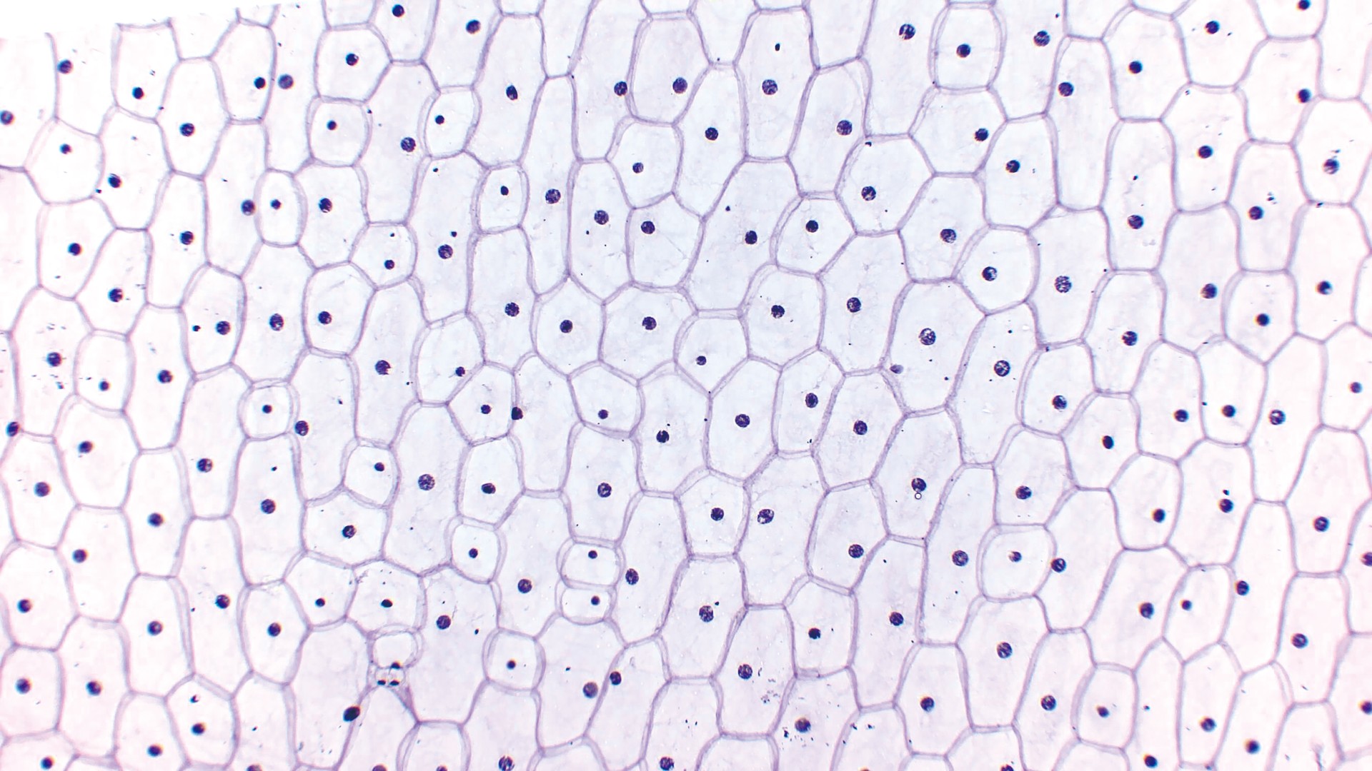 生物プレパラート タマネギ表皮細胞