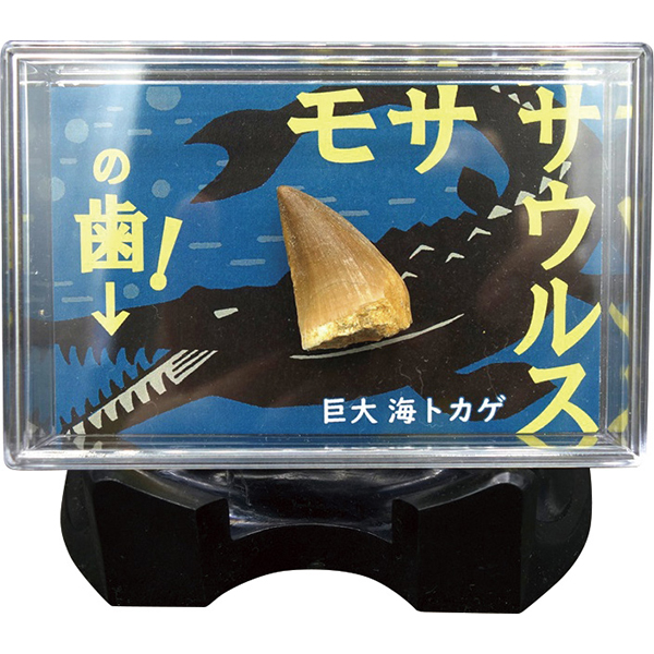 スチロールケース入　モササウルスの歯